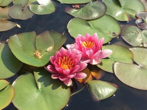 20190511 鏡石町 岩瀬牧場_190511_0018