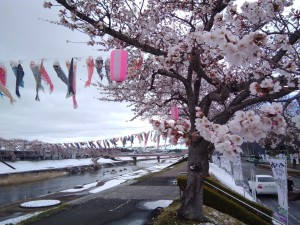 20190411須賀川市釈迦堂川桜_190411_0002